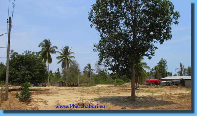 Coconut and Mango trees on the plot