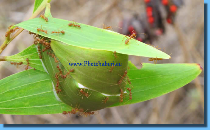 Tree ants in nest, red ants with big pincers