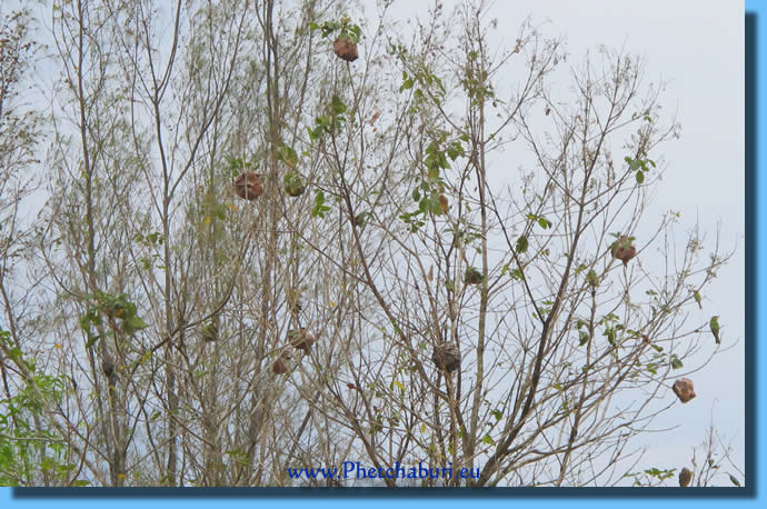 Birds nests in Cha-Am Forest Park