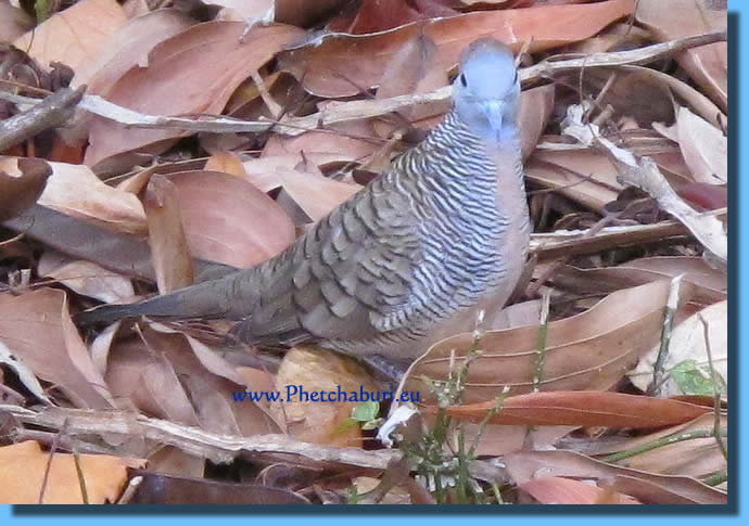 Pictures Of Birds In Nests. In many trees you find irds