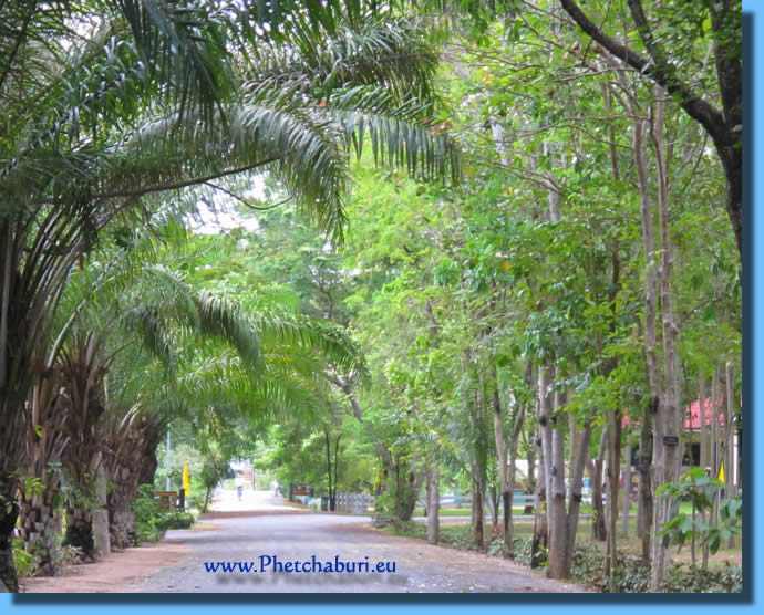 Shady alley of exotic asian trees