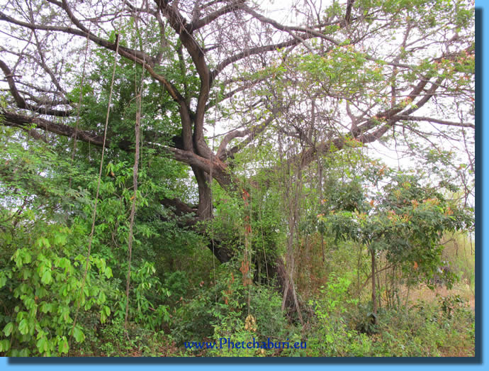 Lianas in old trees and rare birds