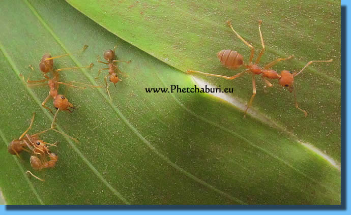 Agressive red Ants in their tree nest